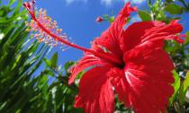 Гибискус – полезные свойства и вред Гибискус цветок садовый применение в пище